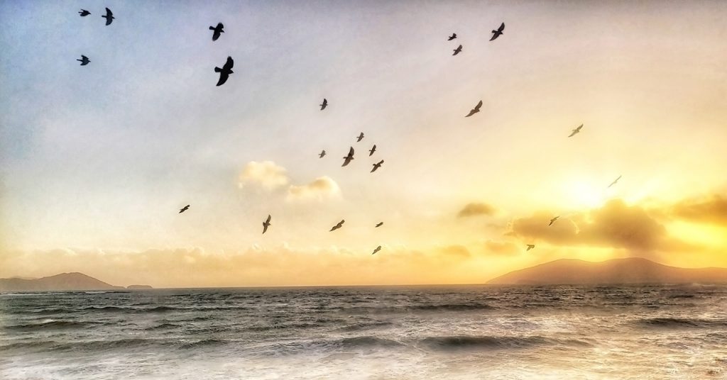 Birds flying free patterns against a sunset over the Ocean in Southern Ireland