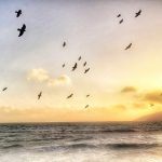 Birds flying free patterns against a sunset over the Ocean in Southern Ireland